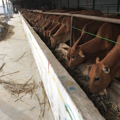 通畅肉牛养殖场联系电话