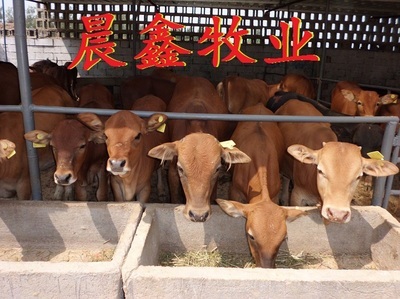 肉羊育肥技巧价格-山东晨鑫肉羊养殖基地_农副产品_世界工厂网