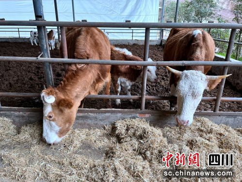 达州宣汉擦亮 蜀宣花牛 金字招牌 助力乡村振兴