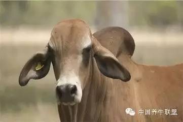 养牛技术肉牛快速育肥50天