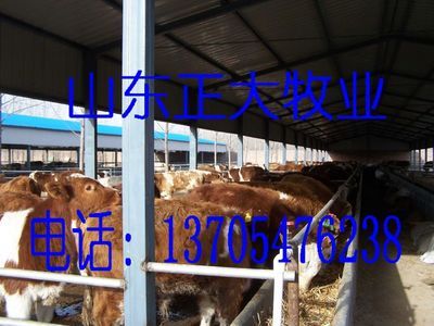 夏津雷集养牛-西蒙特尔养牛-西门塔尔肉牛_农副产品_世界工厂网