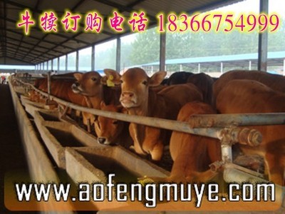 莒南县最新西门塔尔牛价格_农副产品_世界工厂网