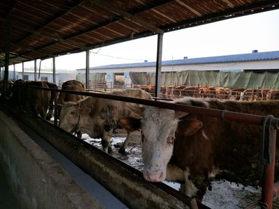 湖北省黄冈市肉牛养殖注意事项