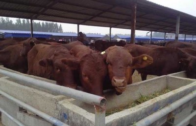 2016年肉牛养殖成本和利润