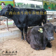 济南伊润源清真肉类加工厂