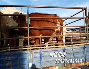 内蒙古红花肉牛犊市场直销小牛崽养殖用的小牛崽种苗按个出售