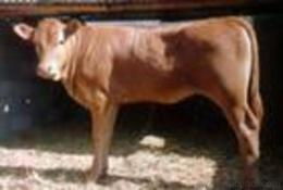 肉牛种牛供应信息 肉牛种牛批发 肉牛种牛价格 找肉牛种牛产品上