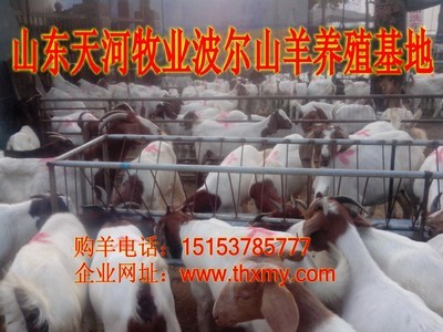 想养殖肉牛需要多少成本_农副产品_世界工厂网