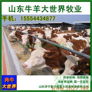 肉牛价格肉牛批发商肉牛厂家肉牛交易中心_山东牛羊大世界牧业_智农分级_知e农网(智农网)